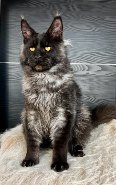 Makatea T'Charlie Chatterie MAKATEA Maine Coon