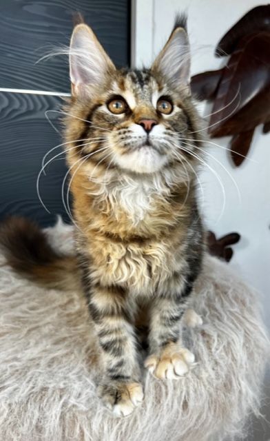 Makatea T'Loving You Chatterie MAKATEA Maine Coon