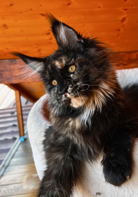 Makatea T'Indie Chatterie MAKATEA Maine Coon