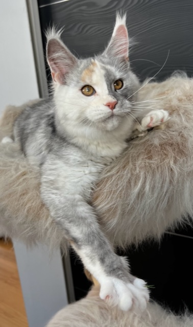 Makatea T'Lexy Chatterie MAKATEA Maine Coon