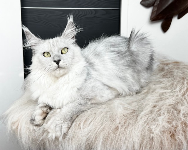 Lambokitty Flocon ns12 Chatterie MAKATEA Maine Coon