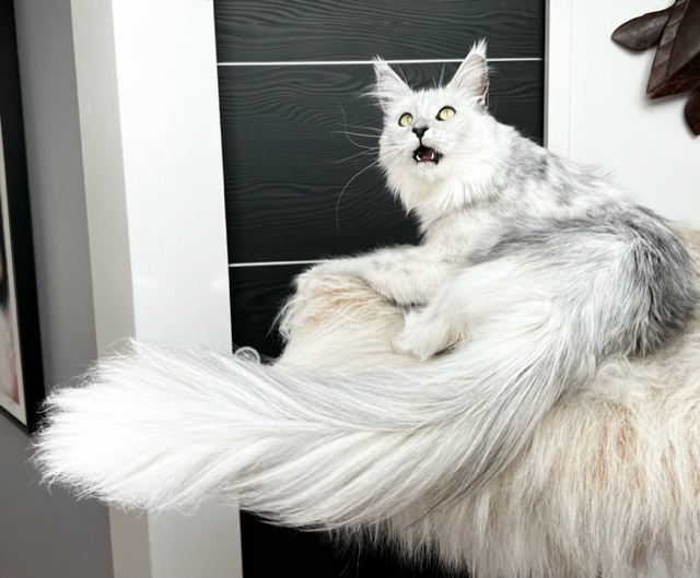 Lambokitty Flocon ns12 Chatterie MAKATEA Maine Coon