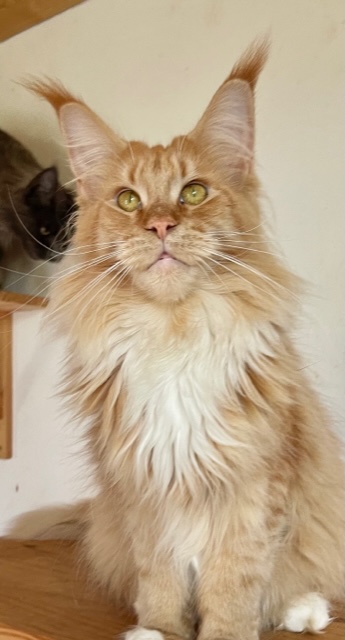 Izzy Bizzy Chatterie MAKATEA Maine Coon