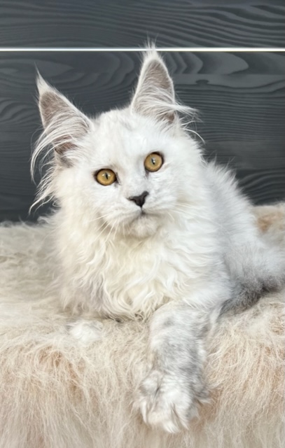 Makatea Taylor ns11 Chatterie MAKATEA Maine Coon