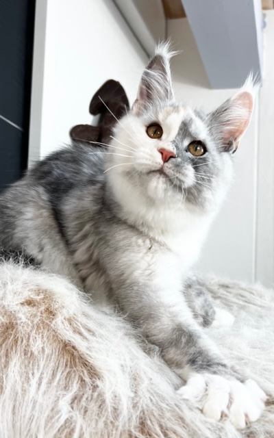 Makatea T'Lexy Chatterie MAKATEA Maine Coon