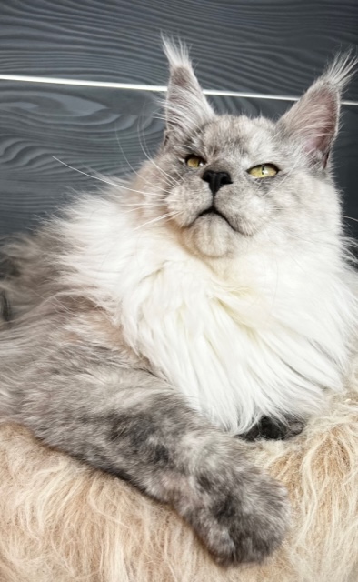 Tips (Black High Smoke) Chatterie MAKATEA Maine Coon