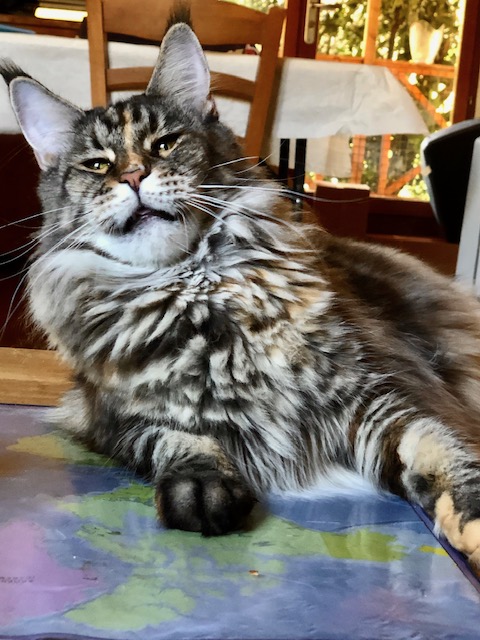 Flora (Flower Power) Chatterie MAKATEA Maine Coon