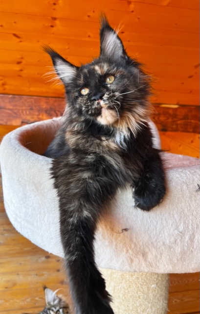 Makatea T'Indie Chatterie MAKATEA Maine Coon