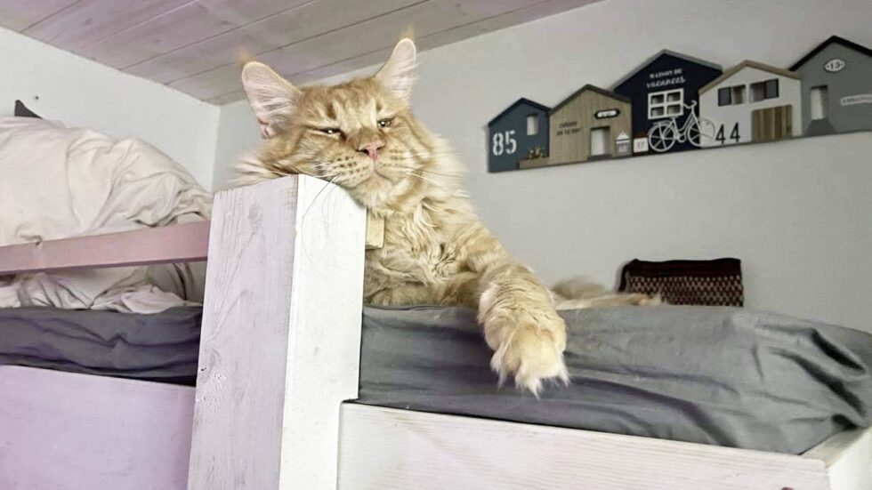 Chats et chatons maine coon xxl gros gabarit chatterie makatea maine coon