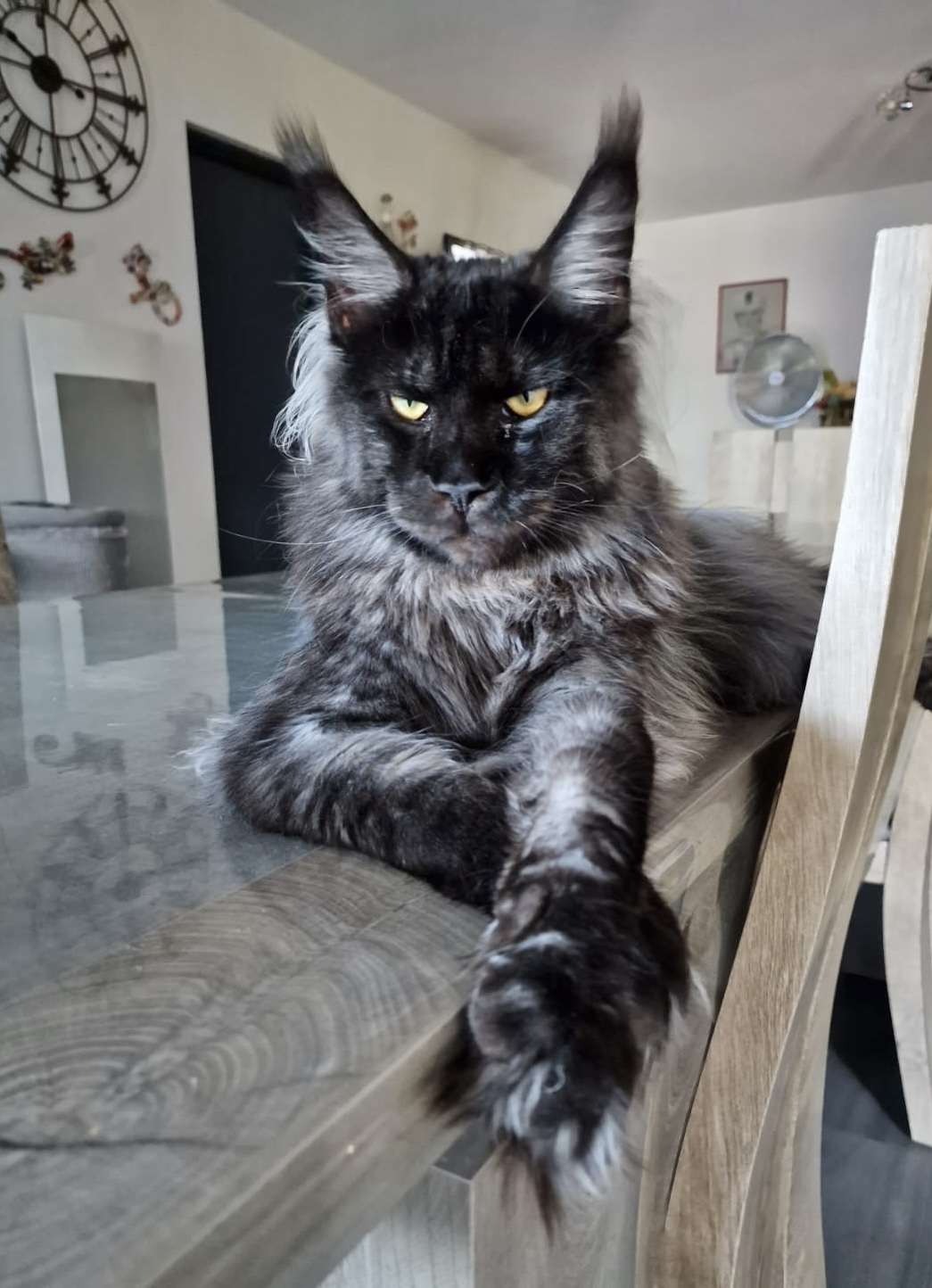 Maine Coon Black Smoke XXL géant Tommy chatterie Makatea Maine Coon