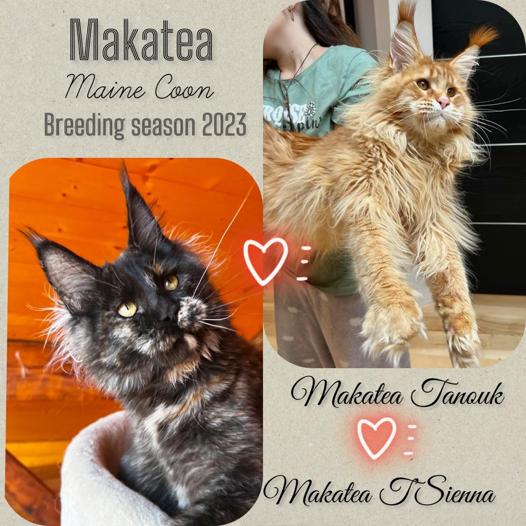 Sienna x Tanouk  Makatea Tanouk & Makatea T'Sienna  Probablement gestante Automne 2023    Chatterie Maine coon Makatea 