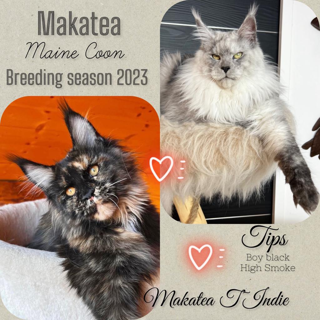 Indie X Tips  Chatterie MAKATEA Maine Coon
