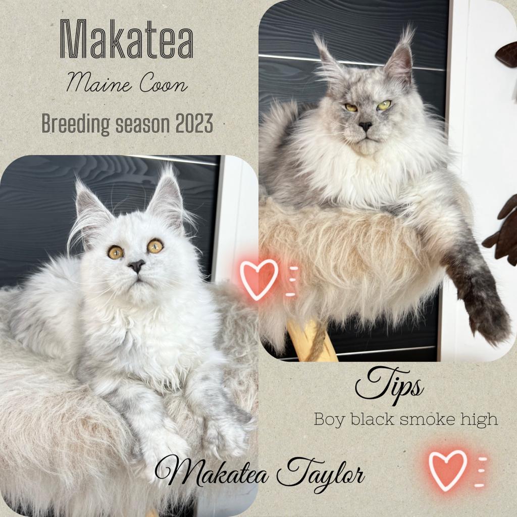 Taylor x Tips  Tips (Black High Smoke) & Makatea Taylor ns11  Gestante Automne 2023    Chatterie Maine coon Makatea 