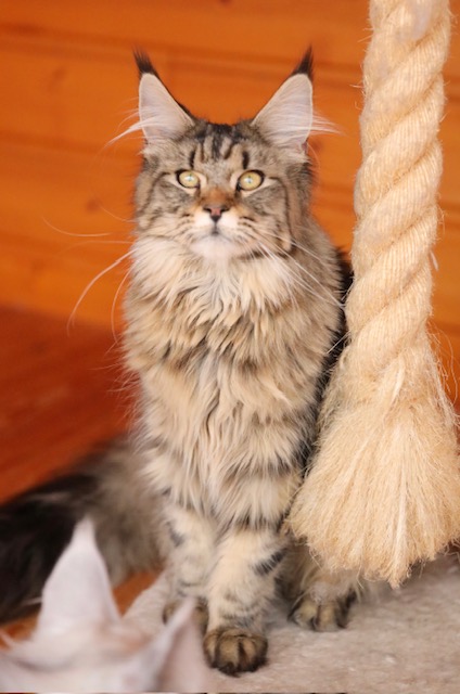 Makatea T'Maddy Chatterie MAKATEA Maine Coon