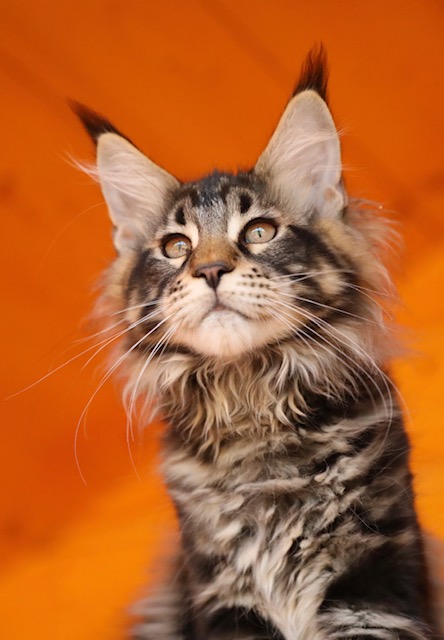 chatons a adopter chatterie makatea maine coon