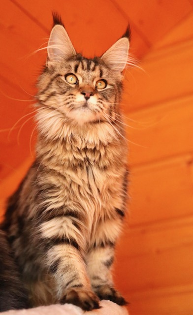 Makatea T'Maddy Chatterie MAKATEA Maine Coon