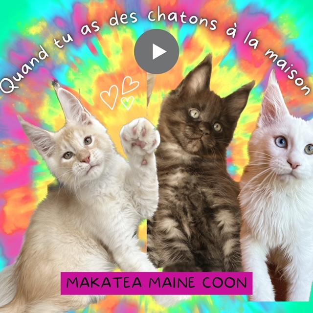 Maine Coon xxl à vendre Chatterie Makatea élevage de chats Maine Coon xxl