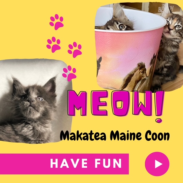 Chatons Maine Coon xxl à vendre Chatterie Makatea élevage de chats Maine Coon xxl