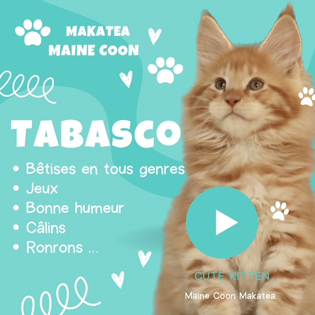 Maine Coon XXL à vendre Chatterie Makatea élevage et vente de chats Maine Coon xxl