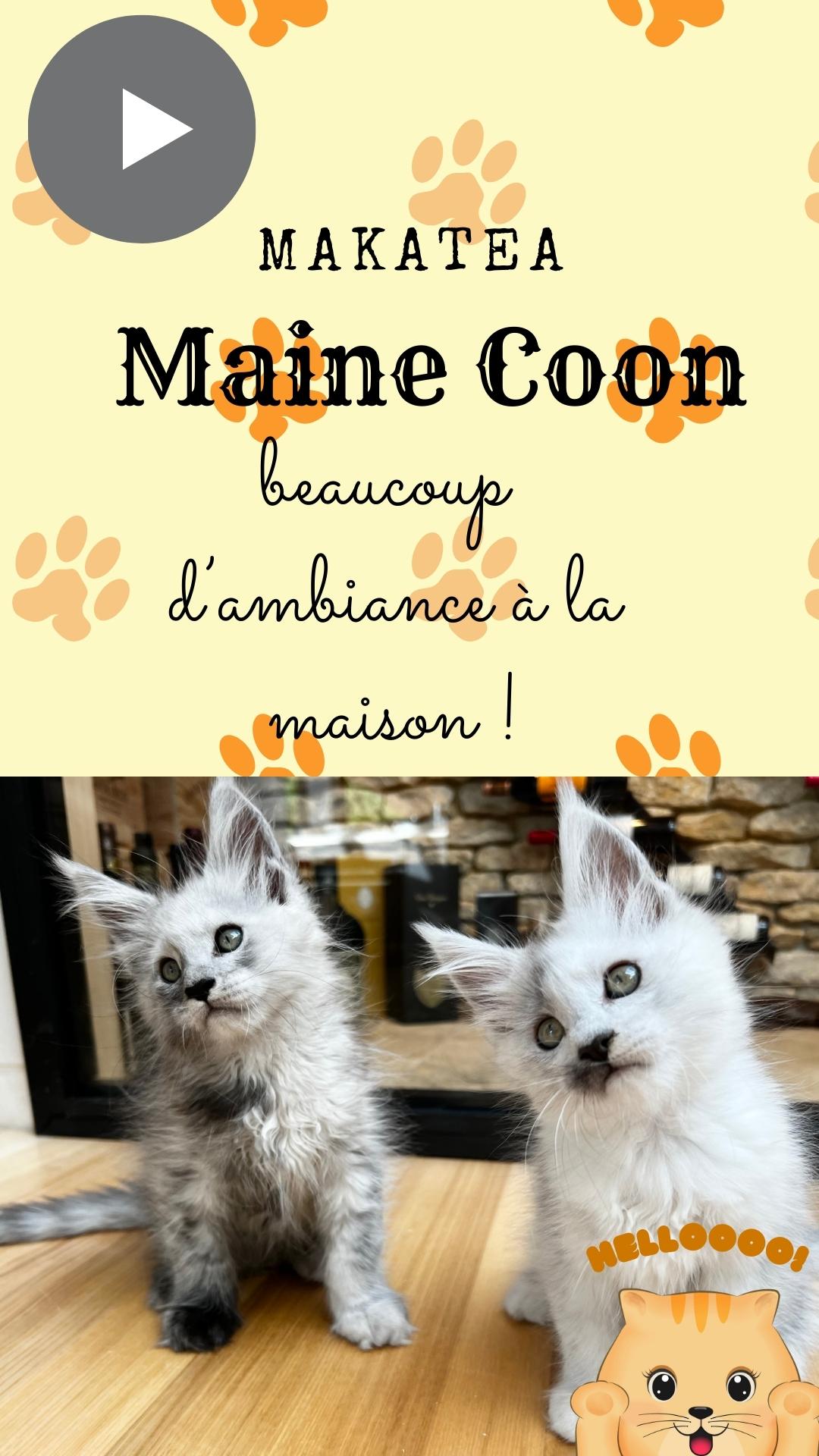 Maine Coon XXL à vendre Chatterie Makatéa élevage de chats Maine Coon XXL