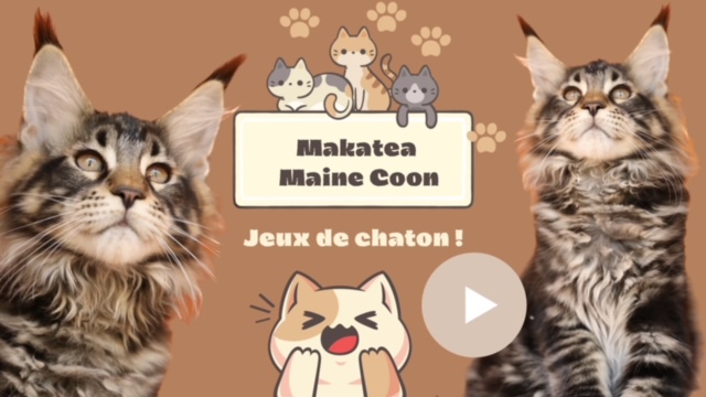Chatons et chat Maine Coon XXL géant à vendre Chatterie Makatea élevage et vente de chats Maine Coon xxl