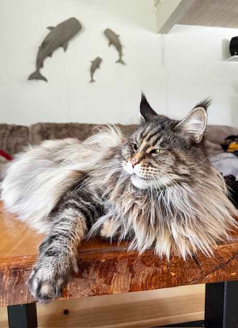 Flora (Flower Power) Chatterie MAKATEA Maine Coon