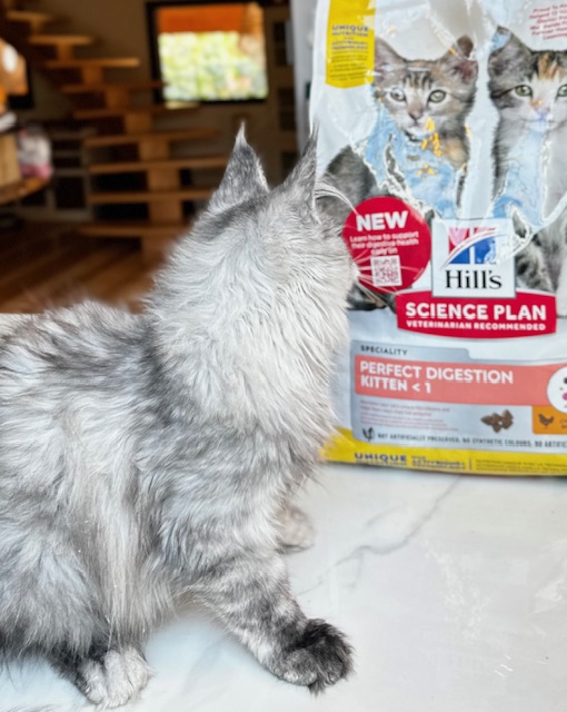 meilleur élevage de maine coon en france alimentation chatterie makatea élevage et vente de chats maine coon xxl