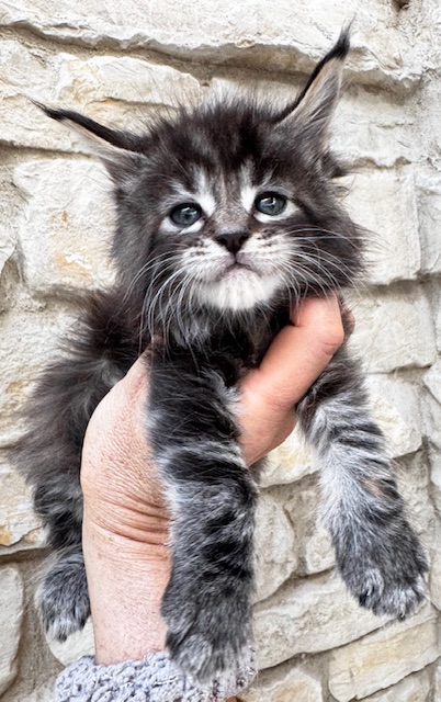 Makatea Violette Chatterie MAKATEA Maine Coon