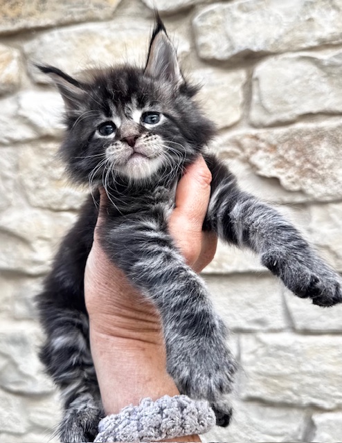 Makatea Valdo Mâle Maine coon né le 28/08/2024. Chatterie Maine coon Makatea 