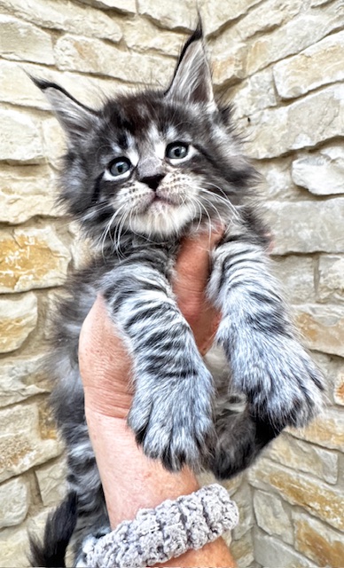 Makatea V'Gaby Chatterie MAKATEA Maine Coon