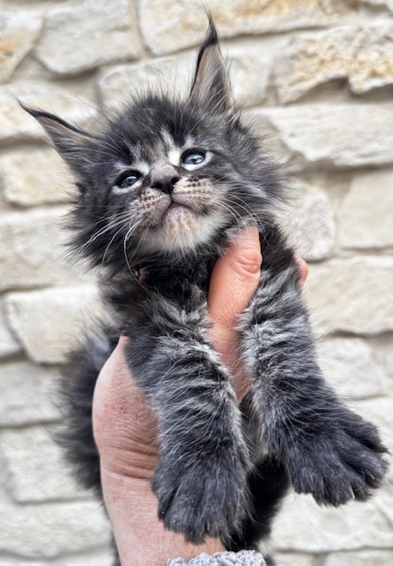 Makatea V'Gismo Chatterie MAKATEA Maine Coon