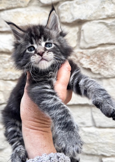 Makatea Valdo Chatterie MAKATEA Maine Coon