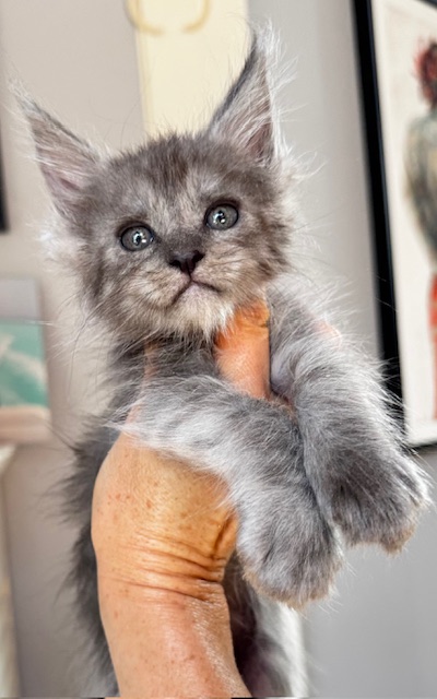 Makatea Vicky Femelle Maine coon née le 16/08/2024. Disponible à l'adoption Chatterie Maine coon Makatea 