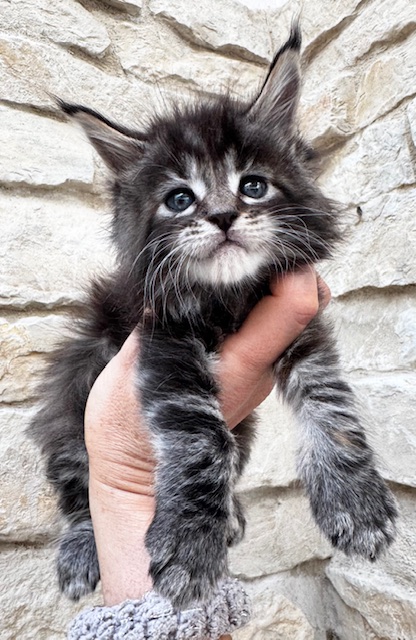 Makatea Violette Chatterie MAKATEA Maine Coon