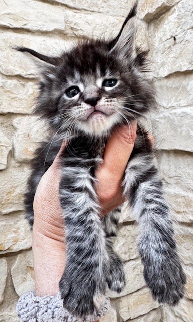 Makatea Wendy Chatterie MAKATEA Maine Coon