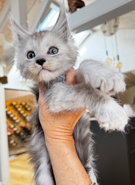 Wolverine Chatterie MAKATEA Maine Coon