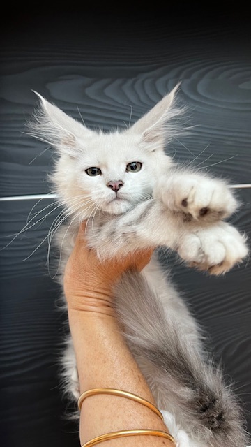 Makatea U'Chamallow Chatterie MAKATEA Maine Coon