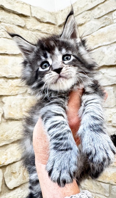 Makatea V’Gaby Femelle Maine coon née le 28/08/2024. En observation Chatterie Maine coon Makatea 