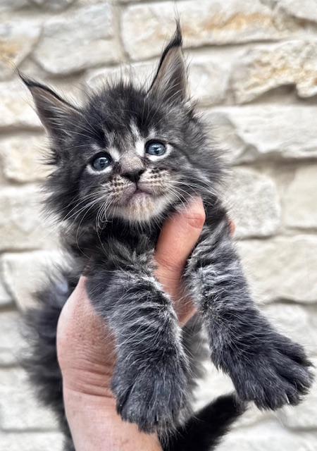 Makatea V'Gismo Chatterie MAKATEA Maine Coon