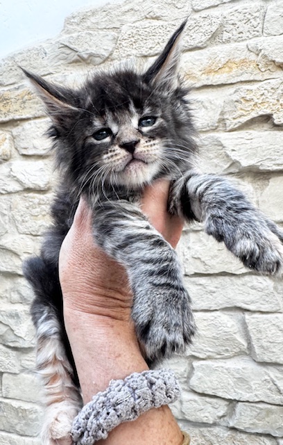 Makatea Vanda Chatterie MAKATEA Maine Coon