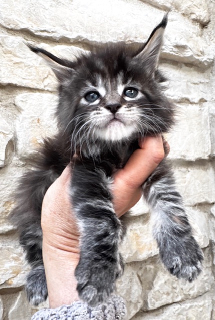 Makatea Violette Chatterie MAKATEA Maine Coon