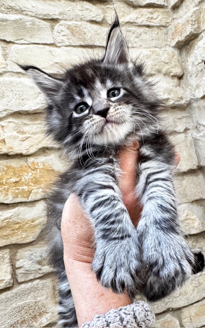 Makatea V'Gaby Chatterie MAKATEA Maine Coon