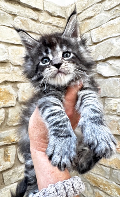 Makatea V'Gaby Chatterie MAKATEA Maine Coon