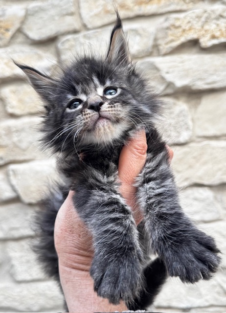 Makatea V'Gismo Chatterie MAKATEA Maine Coon