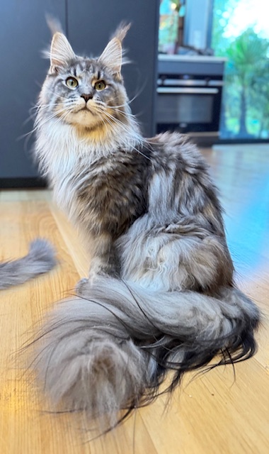 Makatea U'Portland Of Maine Chatterie MAKATEA Maine Coon