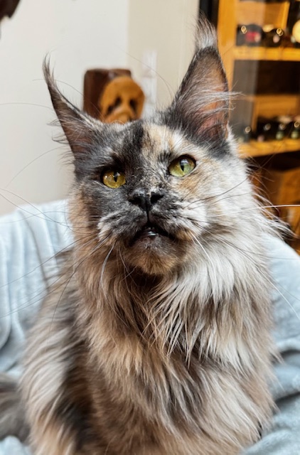 Makatea Tessa Chatterie MAKATEA Maine Coon