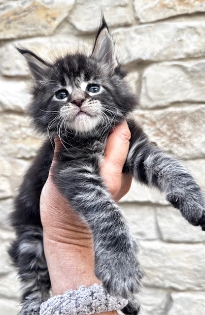 Makatea Valdo Chatterie MAKATEA Maine Coon