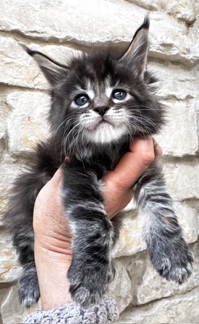 Makatea Violette Chatterie MAKATEA Maine Coon