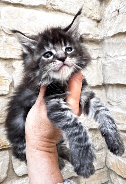 Makatea Wendy Chatterie MAKATEA Maine Coon