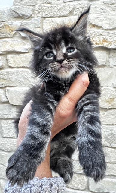 Makatea V'Messire Zapato Chatterie MAKATEA Maine Coon